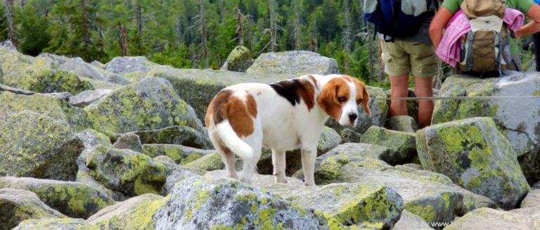 Hüttenurlaub mit Hund in Bayern Hütte in Alleinlage mieten in Deutschland